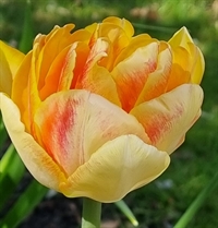 Tulipan Cream Upstar 8 løg